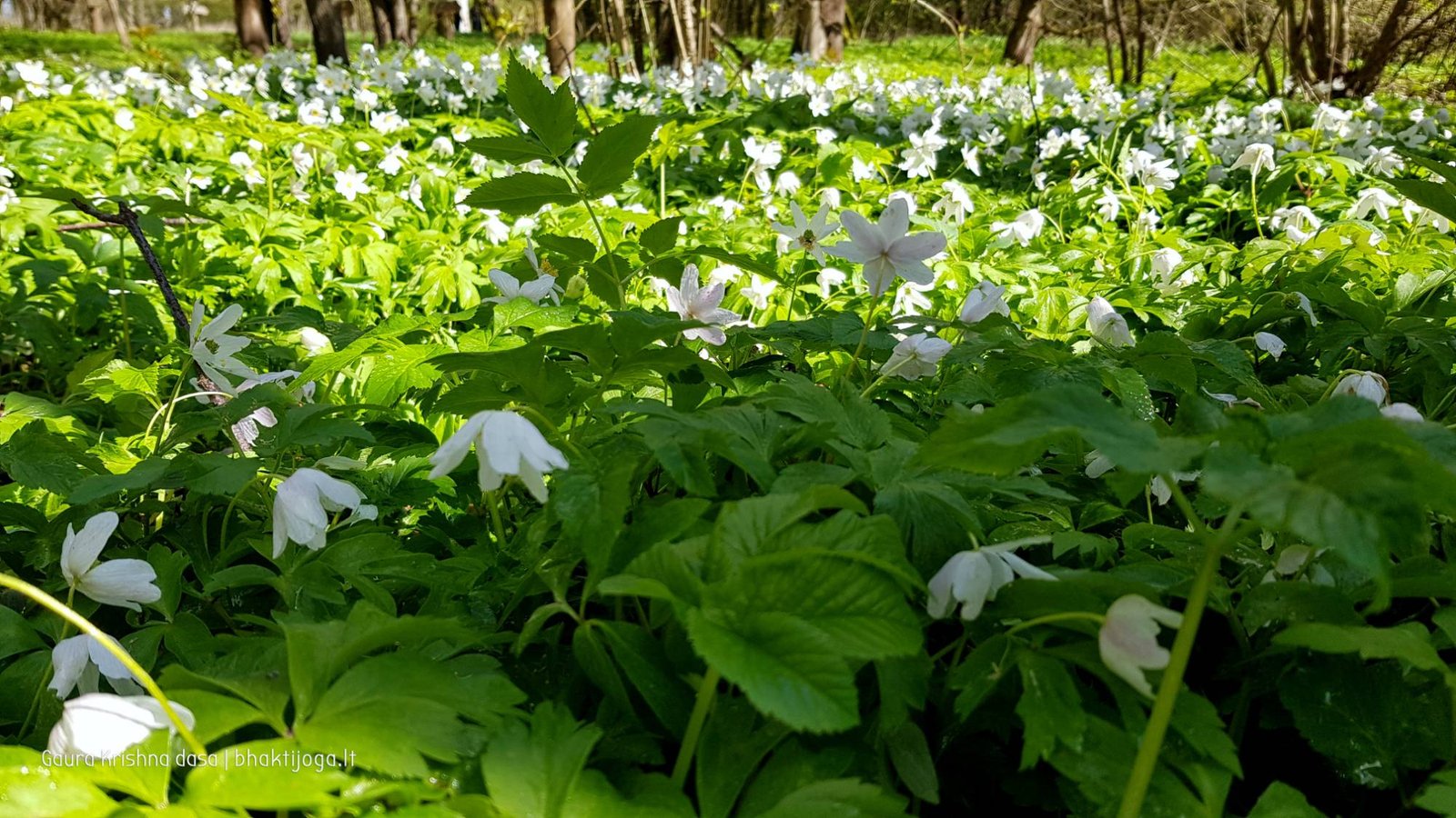  skinderiskio dendrologinis parkas 2021 05 08